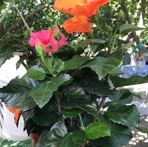 לינה וארוחת בוקר 